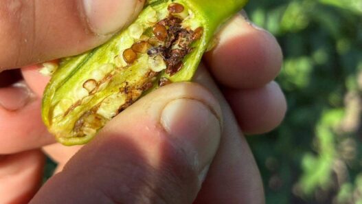 Plaga de picudo del chile pone en riesgo cultivos en Chihuahua