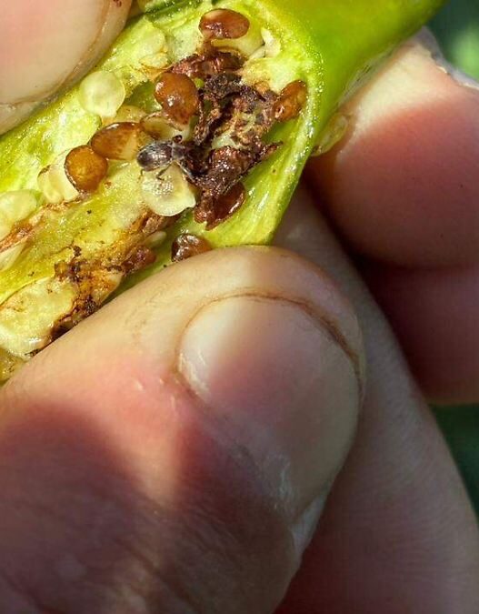 Plaga de picudo del chile pone en riesgo cultivos en Chihuahua