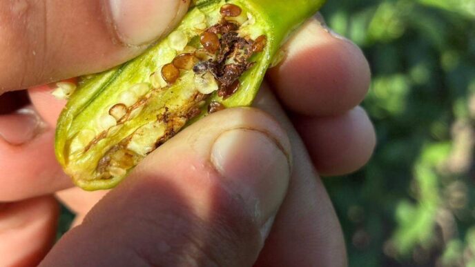 Plaga de picudo del chile pone en riesgo cultivos en Chihuahua