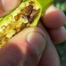 Plaga de picudo del chile pone en riesgo cultivos en Chihuahua