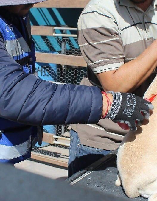 Impas llevará brigadas de salud gratuita a colonias de Chihuahua