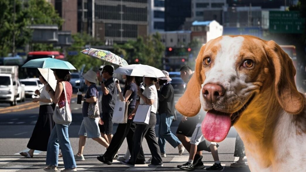 Corea del Norte recomienda sopa de perro ante ola de calor récord