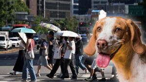 Corea del Norte recomienda sopa de perro ante ola de calor récord