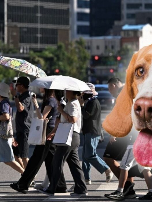 Corea del Norte recomienda sopa de perro ante ola de calor récord