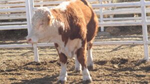 Chihuahua acumula 122 casos de gusano barrenador; Matamoros, foco