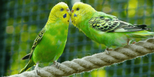 Tener loros o pericos sin permiso en México es delito grave