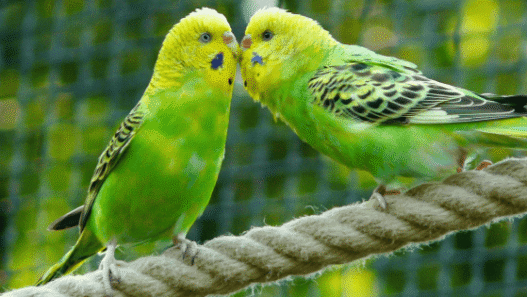 Tener loros o pericos sin permiso en México es delito grave