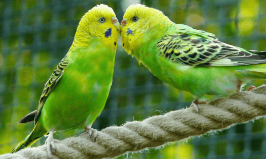 Tener loros o pericos sin permiso en México es delito grave