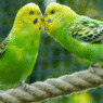 Tener loros o pericos sin permiso en México es delito grave