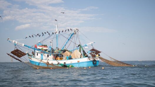 Tamaulipas impulsa pesca responsable para proteger tortugas marinas
