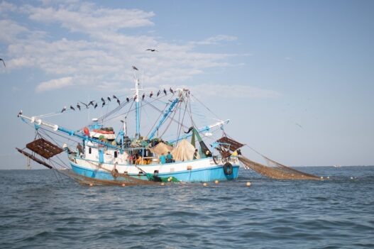 Tamaulipas impulsa pesca responsable para proteger tortugas marinas