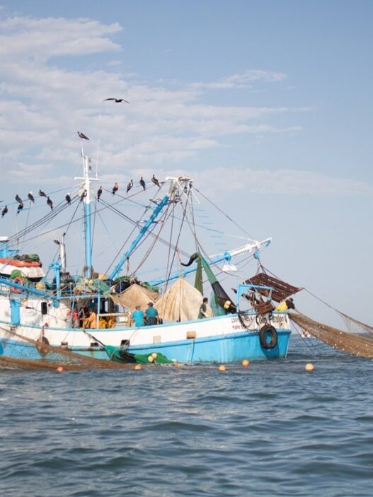 Tamaulipas impulsa pesca responsable para proteger tortugas marinas