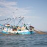 Tamaulipas impulsa pesca responsable para proteger tortugas marinas