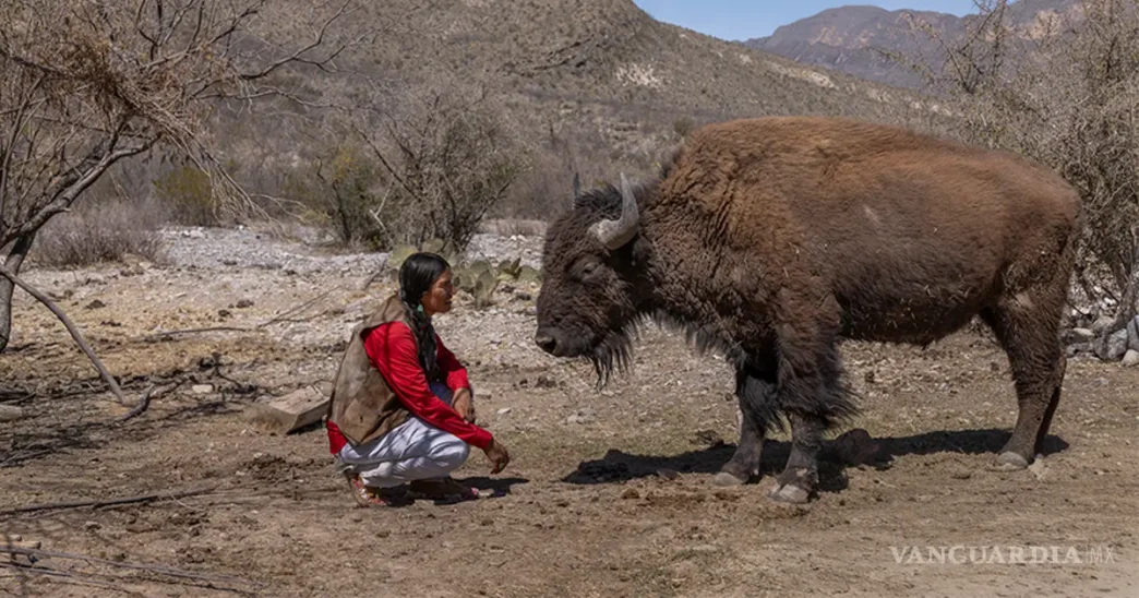 El bisonte americano vuelve a Coahuila tras 150 años