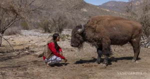El bisonte americano vuelve a Coahuila tras 150 años