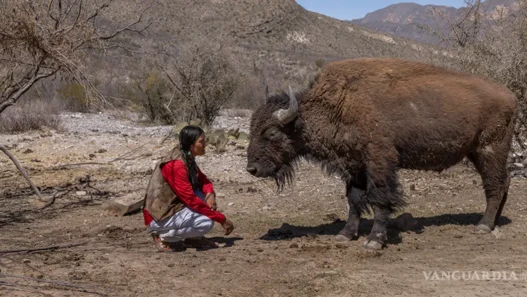 El bisonte americano vuelve a Coahuila tras 150 años