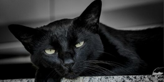 Alertan por aumento de maltrato a mascotas negras y blancas en Halloween