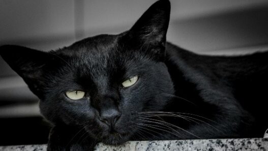 Alertan por aumento de maltrato a mascotas negras y blancas en Halloween