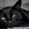 Alertan por aumento de maltrato a mascotas negras y blancas en Halloween