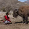 El bisonte americano vuelve a Coahuila tras 150 años
